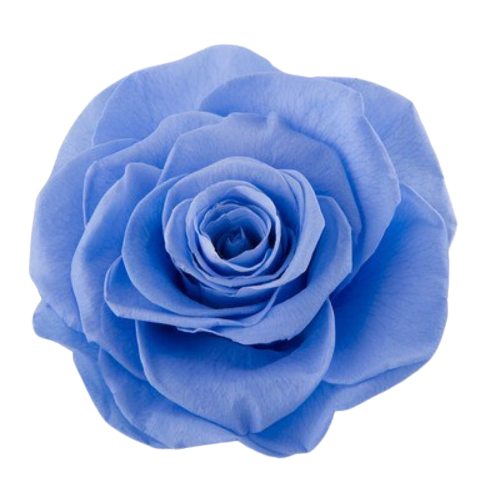 Preserved Spray roses marine blue | Zero waste, Long lasting